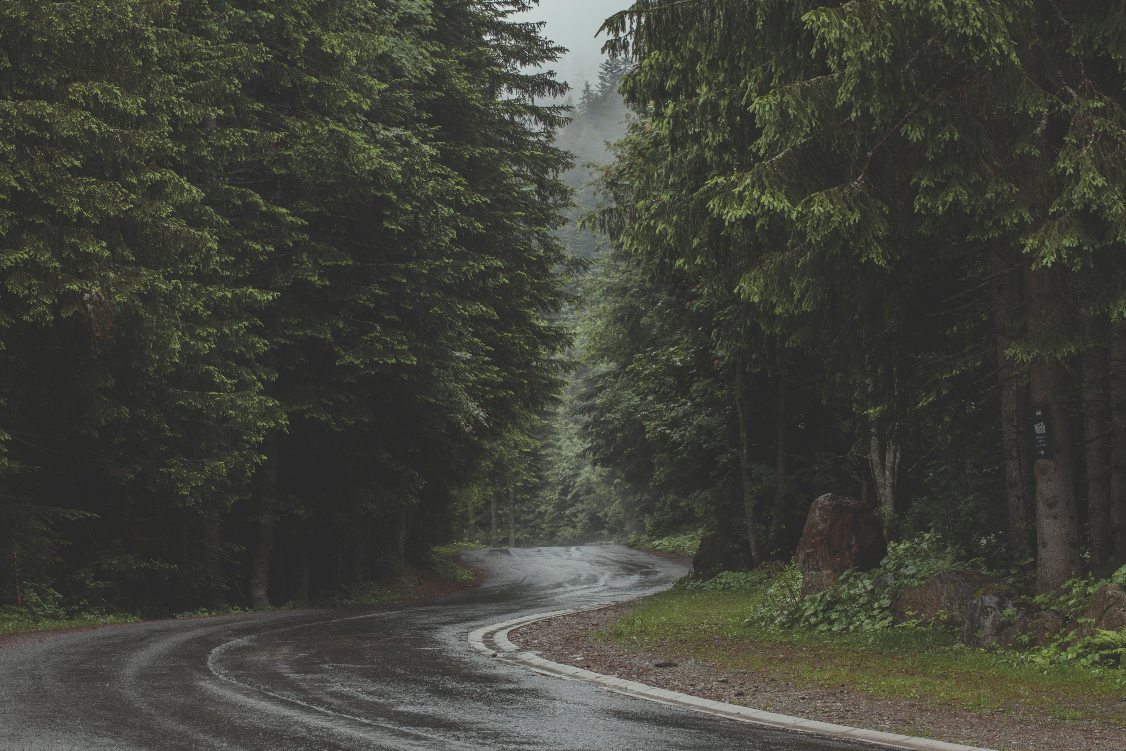 A dirt road winding through a dense pine forest